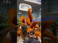 Download Lagu Naruto Nine Tailed Fox Kurama at New York Comic Con #naruto #kurama #ninetailedfox #comiccon #nycc