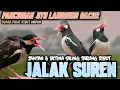 Download Lagu PANCINGAN JITU‼️JALAK SUREN JANTAN \u0026 BETINA GACOR DOR SALING TARUNG RIBUT || SUARA PIKAT JALAK SUREN