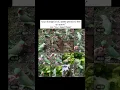 Nature| Memory Full|Harry the Parrot #nature #trending #talkingparot #birds #nonstoptalkingparrot