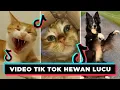 Video Tik Tok Hewan Lucu Bikin Ngakak #1