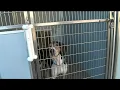 Charlottesville-Albemarle SPCA offering special on adult dogs