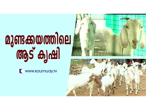 Download MP3 Goat farming at Mundakayam | Haritham Sundaram | Kaumudy TV