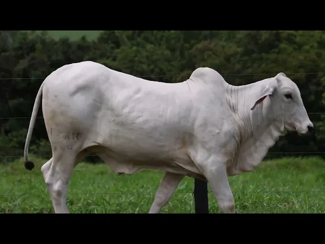 Novilha Tabapuã TTAR - 648