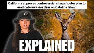 The Catalina Deer Situation is Crazy | Lindsay Nikole