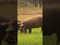 Download Lagu Suara Babi hutan #shorts #animalsounds #babi #animals