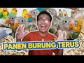 Lagu BARU DI AMBIL ANAKNYA EH UDAH ADA ANAK LAGI ‼️ PANEN BURUNG TERUS
