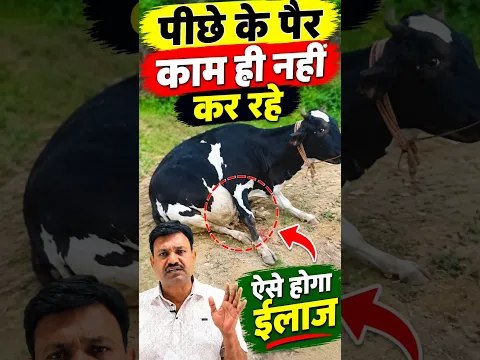 पीछे के पैर काम ही नहीं कर रहे ऐसे होगा ईलाज 👉🏻 गाय के पीछे के पैर काम नहीं कर रहे