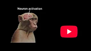 The Actual Science of Dopamine