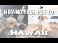 Moving your pet to Hawaii AVOID QUARANTINE