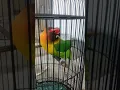 Download Lagu next kita kupas tuntas cara membuat lovebird mentil/gigit jeruji dari Nakal sampai nyaman!!