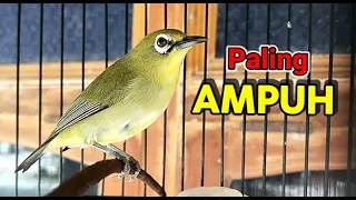 Download Pancingan Pleci Paling Ampuh Bikin Pleci Bahan Cepat Nembak MP3