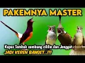 Lagu Jernih banget !! MASTERAN KOMBINASI KAPAS TEMBAK,JENGGOT SAMBUNG CILILIN‼️