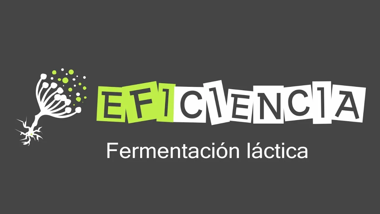 FERMENTACIÓN LÁCTICA. Lactato deshidrogenasa Bacteria lácticas