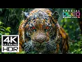 Amazing 4K Video ULTRA HD 240 FPS | Dolby Vision (8K/4K Video TV)