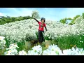 Download Lagu Harvest White Asters Goes To Market Sell, Make Bamboo Beds To Grow Muskmelons, Piper Lolot Leaves.