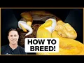 How To Breed Ball Pythons in 5 Simple Steps