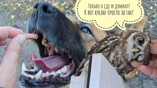 Псу Кубику не дали рыбов! Сыч Лучик готовит орхидеи на выставку. Паук завтракает, петух сохнет