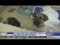 Adoption 500 Race at Huntsville Animal Services