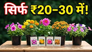 सिर्फ ₹20–30 में 7 Winter Flower Plants 🌼 कम खर्च में सजाएँ अपना Garden