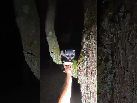 Well that didn't go as planned...#racoon