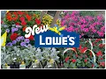 LOWE S INVENTORY APRIL 2023 BOXWOODS ORNAMENTAL TREES ANNUAL FLOWERS PERENNIAL FLOWER ROSES