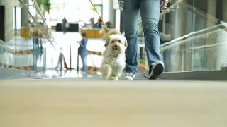 Banfield Pet Hospital s Pet-Centric Home Office