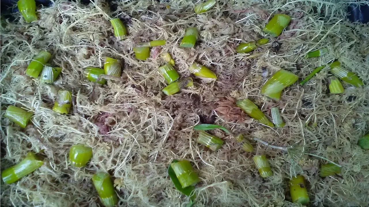 APRENDA A REPRODUZIR ORQUÍDEA DENDROBIUM EM CASA