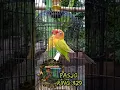 Download Lagu lovebird PAUD gacor