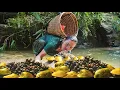 Download Lagu Harvesting clams, bitter melons and wild vines to sell at markets, raising livestock, survivalfarm