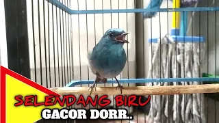 Download MASTERAN BURUNG SELENDANG BIRU GACOR DORR MP3