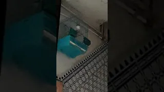 شاهد كنار حائز على جائزة افضل طيور في المغرب 23 01 2019 حائ 