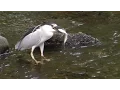 Download Lagu Night Herons, Great Blue Herons \u0026 Others Feasting on Herring