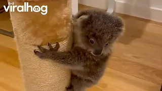 Koala Joey Louise Does Midnight Zoomies || ViralHog