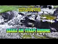 Download Lagu Semua jenis burung cepat buka paruh, Suara alam hutan liar, Suara air terapi burung