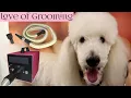 How to dry a standard poodle using a high velocity dryer