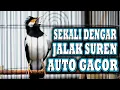 Download Lagu JALAK SUREN GACOR DAPAT MEMBUAT JALAK SUREN AUTO GACOR #jalaksuren