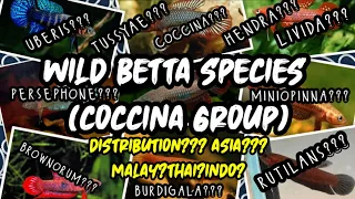 Download Betta Coccina Group (Wild Betta Species) | WILD BETTA MP3