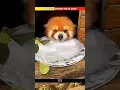 Download Lagu WHY Red Pandas NEED ICE: The Deadly Danger of Heat in Zoos! 😱