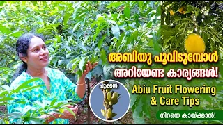 അബിയു പൂവിടുമ്പോൾ അറിയേണ്ട കാര്യങ്ങൾ Abiu Fruit Flowering Care Tips Malayalam