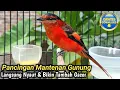 Download Lagu MANTENAN LAIN LANGSUNG NYAUT GACOR!!!! PANCINGAN BURUNG MANTENAN GUNUNG!!!