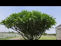 Beautiful chafa tree | very Characteristic tree