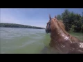 Ponies Swimming at Codorus Park