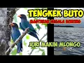 Download Lagu Masteran TENGKEK BUTO-SPEED RAPAT👍👍👍#kicaumania #bird #legend