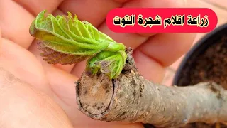 زراعة شجرة التوت من القلم دندنها