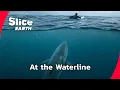Why California s Red Triangle Sees So Many Great White Attacks SLICE EARTH FULL DOC