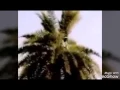 Download Lagu Sulit Dipercaya,,,. Orang Ini Shalat Di atas Daun Kelapa