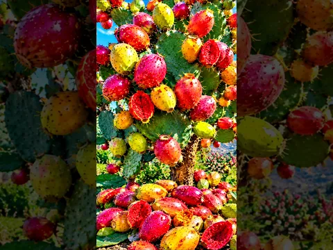 Easy and fast method to grow and propagate cactus fruit trees #garden #plant #nature