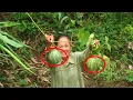 Download Lagu TUMBUH LIAR DI SAMPING RUMAH BUAH INI TERNYATA⁉️⁉️