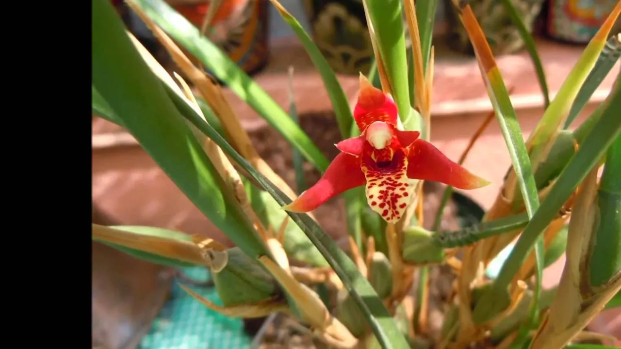 ORQUIDEAS MEXICANAS