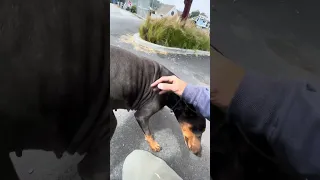 #fyp #dream #doberman #pets #fypシ